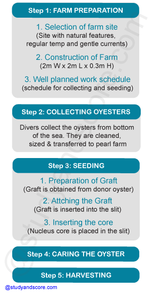 steps in pearl culture, farm preparation, collecting oysters, pearl seeding, caring for the oyster, pearl harvesting